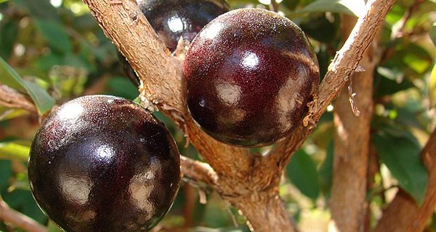 jabuticaba