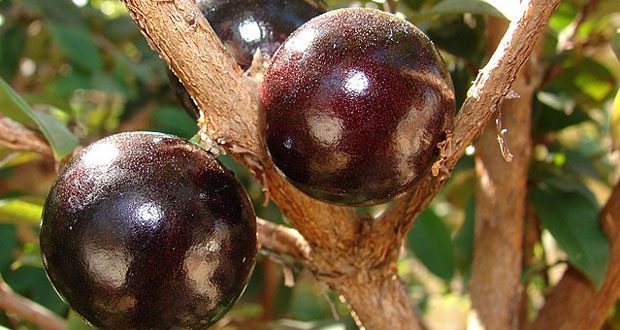 jabuticaba